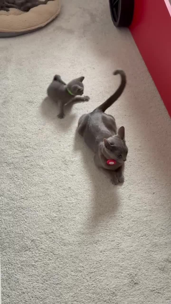Russian Blue cats for sale: 🩵GCCF Registered Russian Blue kittens 🩵 - Video 3