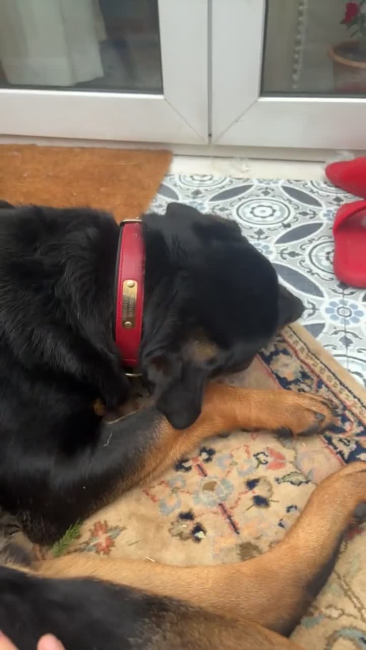 Rottweiler dogs for sale: Rottweier puppy  - Video 1