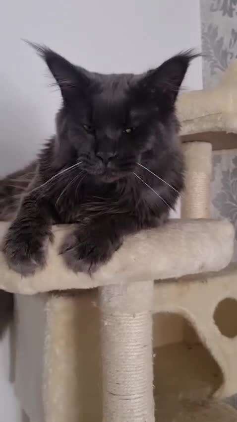 Maine Coon cats for stud: Lg handsome Blue Smoke Male Ava for Stud Services - Video 1