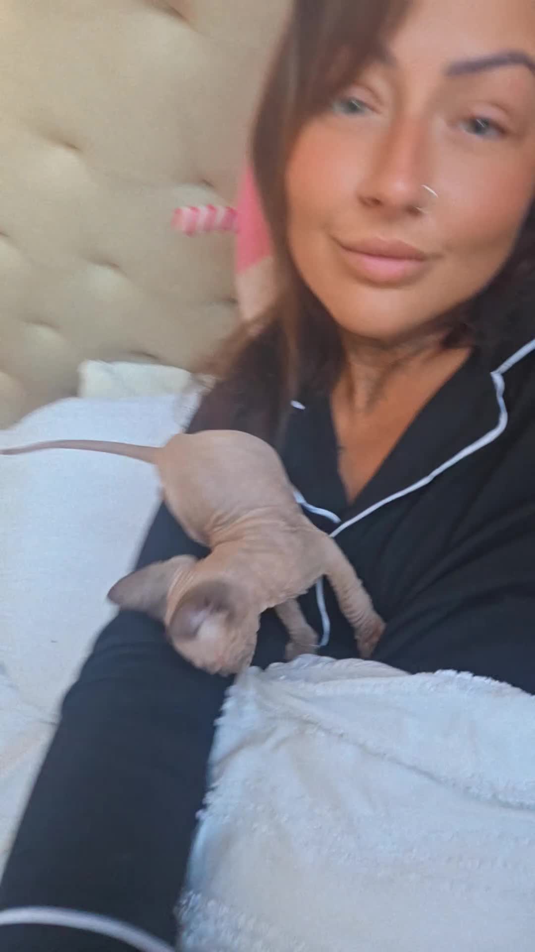 Sphynx cats for sale: Stunning Male Sphynx Kittens. Ready now! in Telford - Video 4