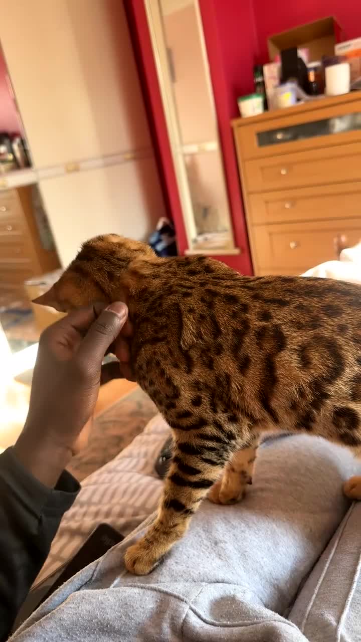 Bengal cats for sale: TICA Registered Bengal Female – Nearly 1 Year Old  - Video 1