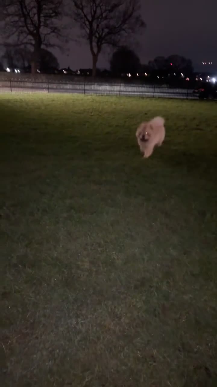 Chow Chow dogs for sale: DWKC registered male chow chow  - Video 1