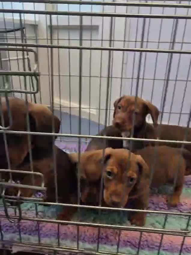 Dachshund dogs for sale: Dachshund choc-based-red puppies available now!! - Video 4