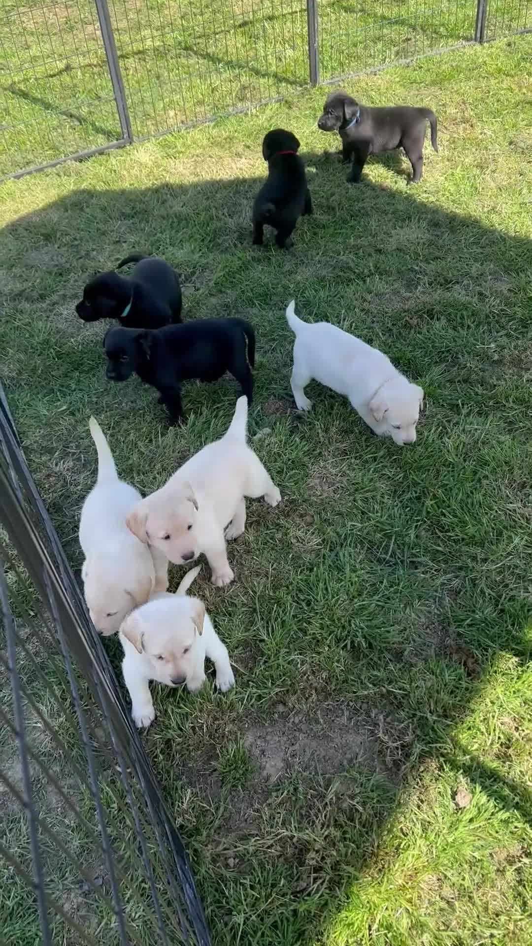 Labrador Retriever dogs for sale: Kc registered Labrador puppies  in Saint Leonards-on-sea - Video 1