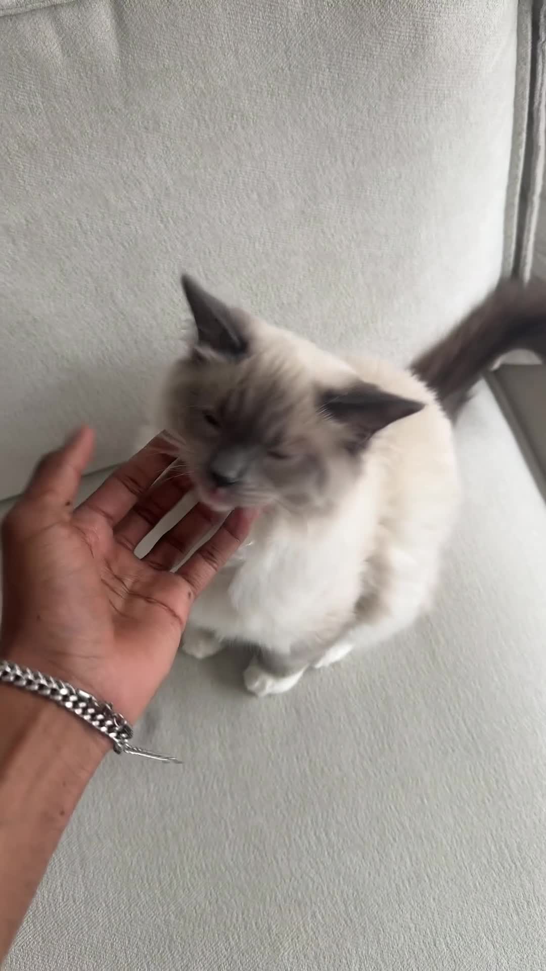 Ragdoll cats for sale: Beautiful Blue point mitted Ragdoll  - Video 1