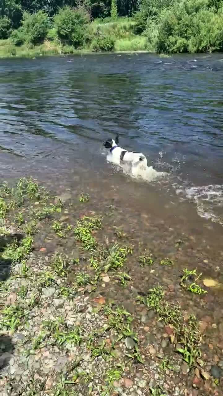 English Springer Spaniel dogs for stud: English springer spaniel for stud in Knottingley - Video 1