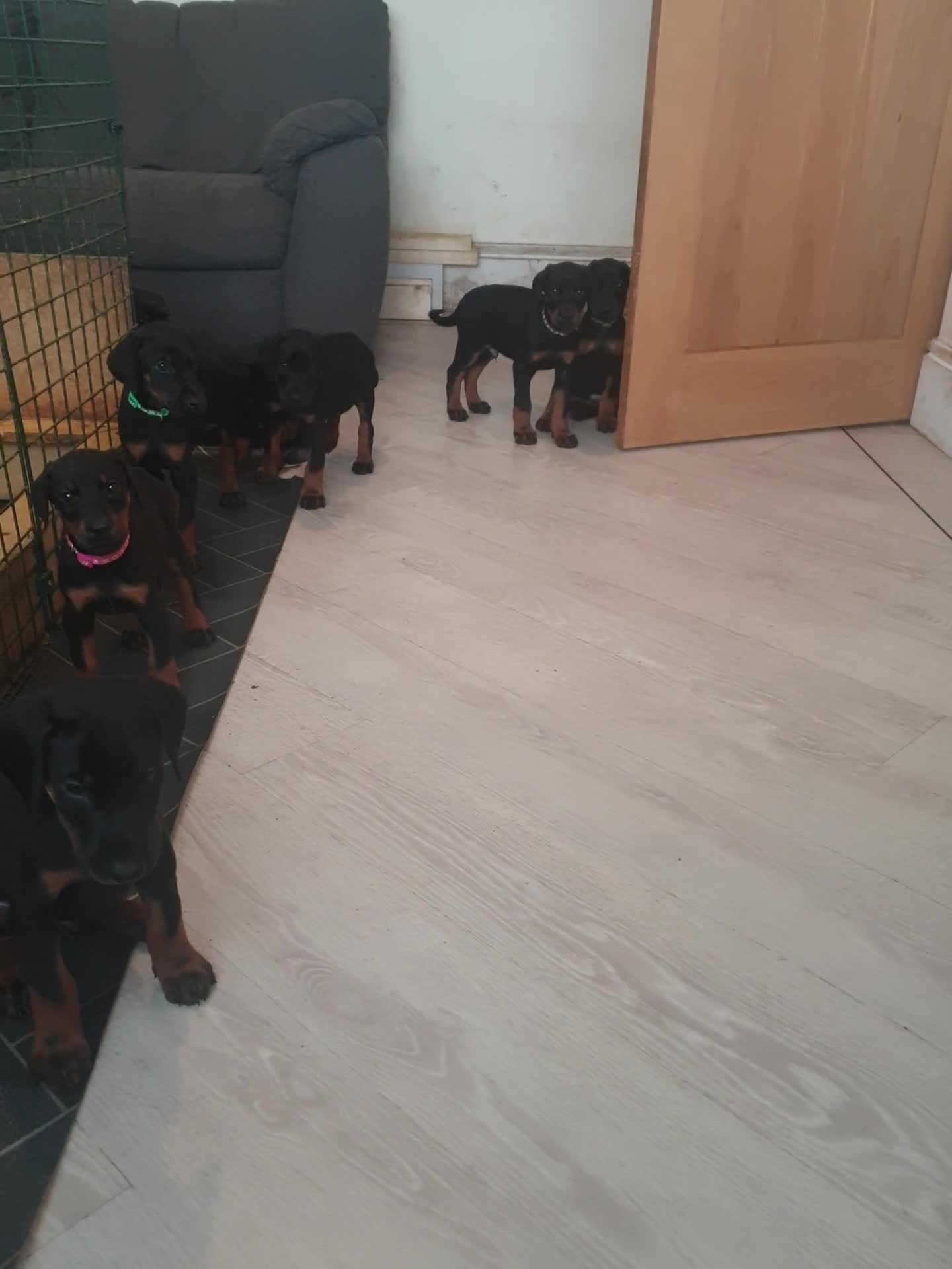 Dobermann dogs for sale: ☆☆Ready to leave Today  Black Doberman Puppies☆☆ - Video 3