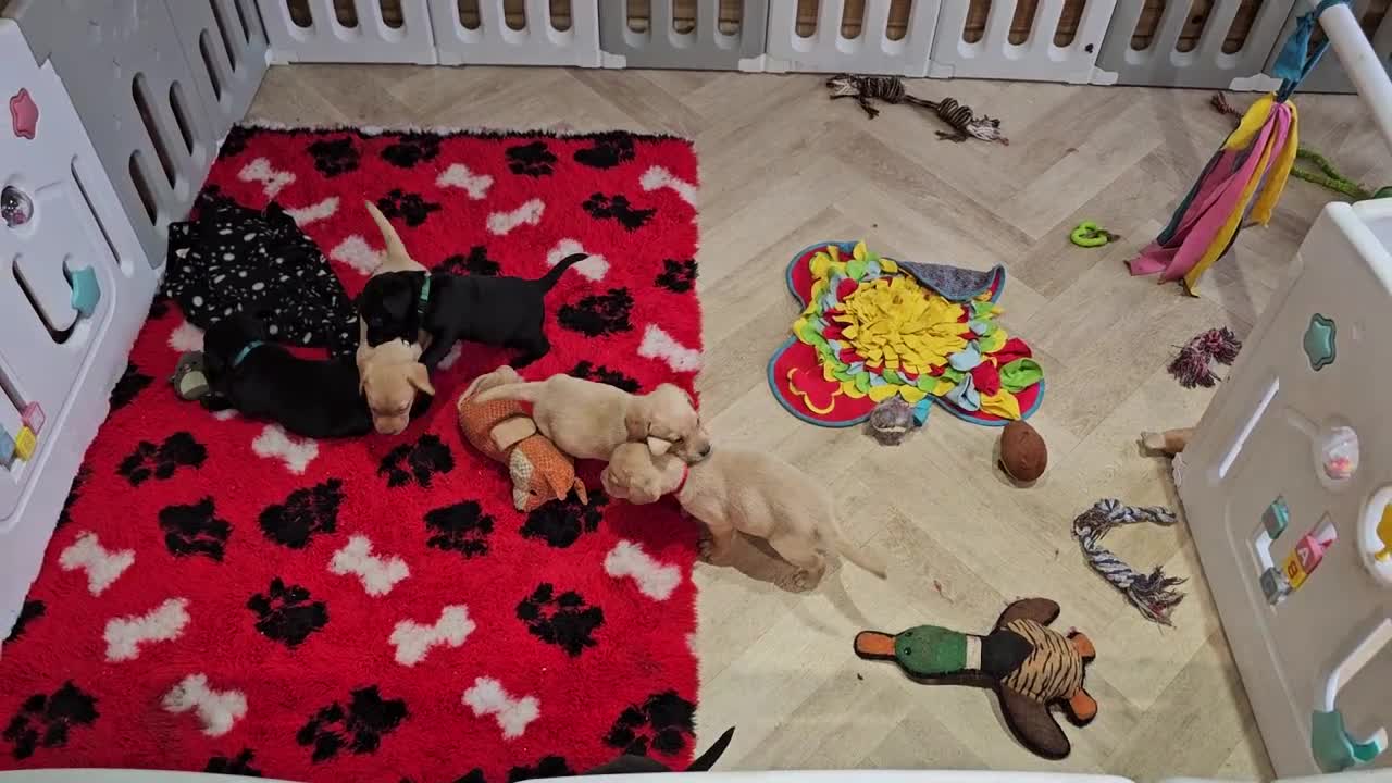 Labrador Retriever dogs for sale: 1 BLACK BOY AVAILABLE. HEALTH TESTED PARENTS - Video 3