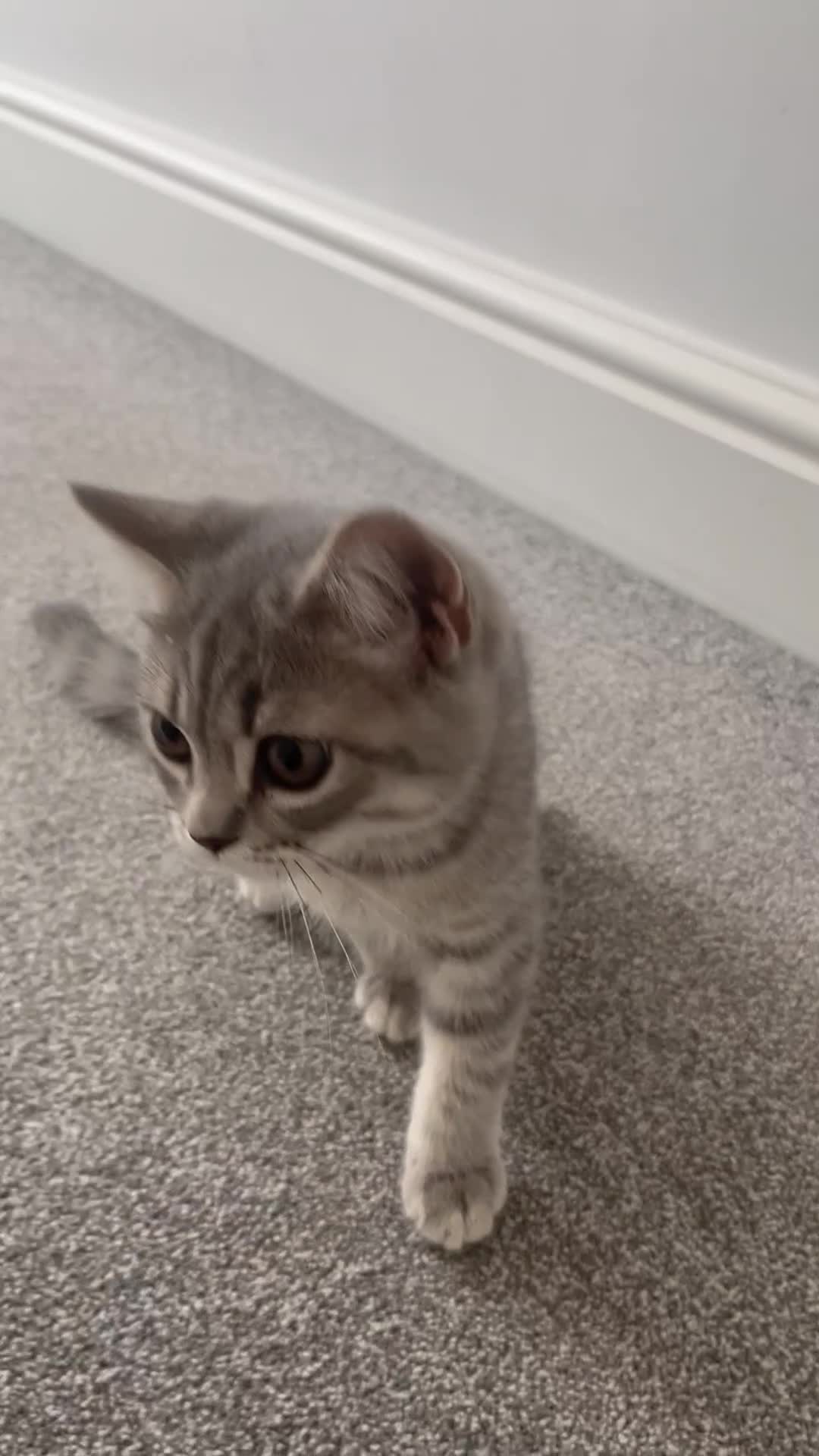 British Shorthair cats for sale: Boy & Girl British Shorthair kittens  - Video 2