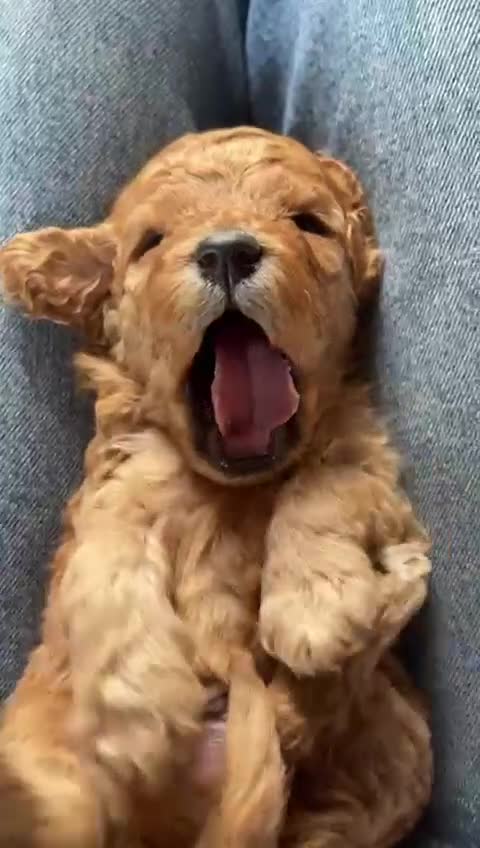 Cavapoo dogs for sale: Adorable F1b Cavapoo puppies - Video 1