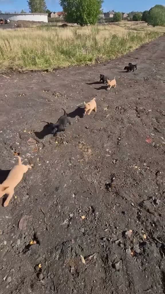 Labrador Retriever dogs for sale: KC Labrador pups in Dunfermline - Video 2
