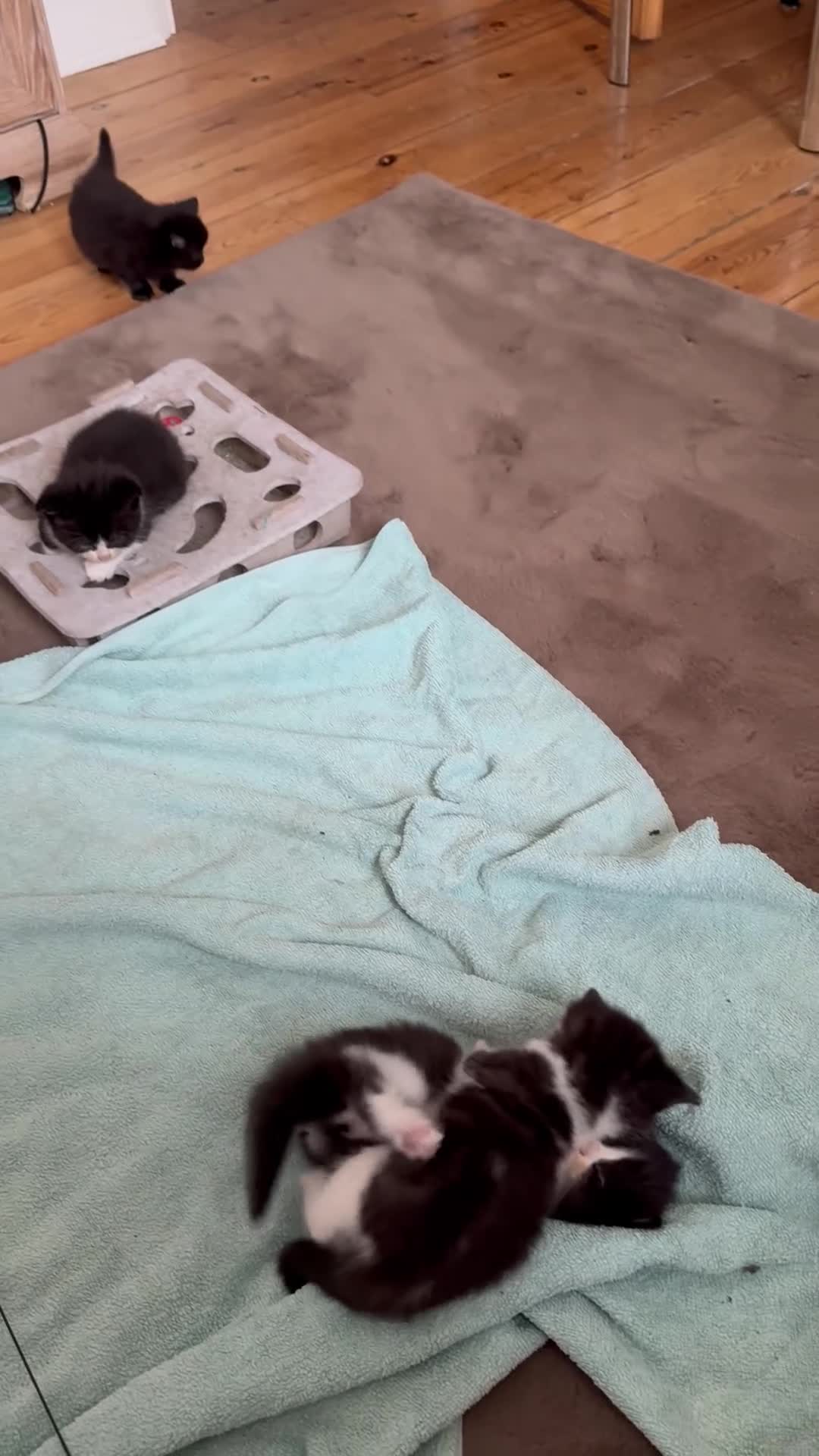 Mixed Breed cats for sale: Snowshoe kittens  - Video 2
