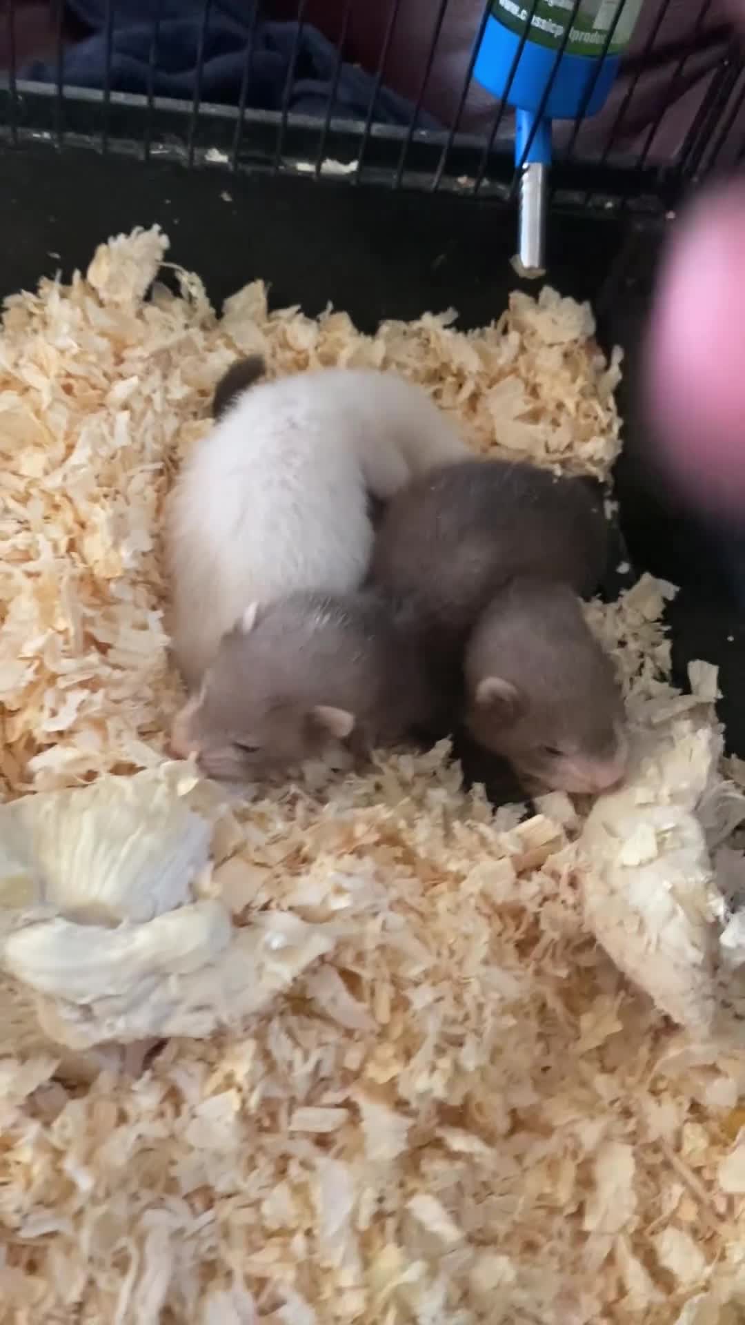 Ferret rodents for sale: Micro ferrets mixed  - Video 1