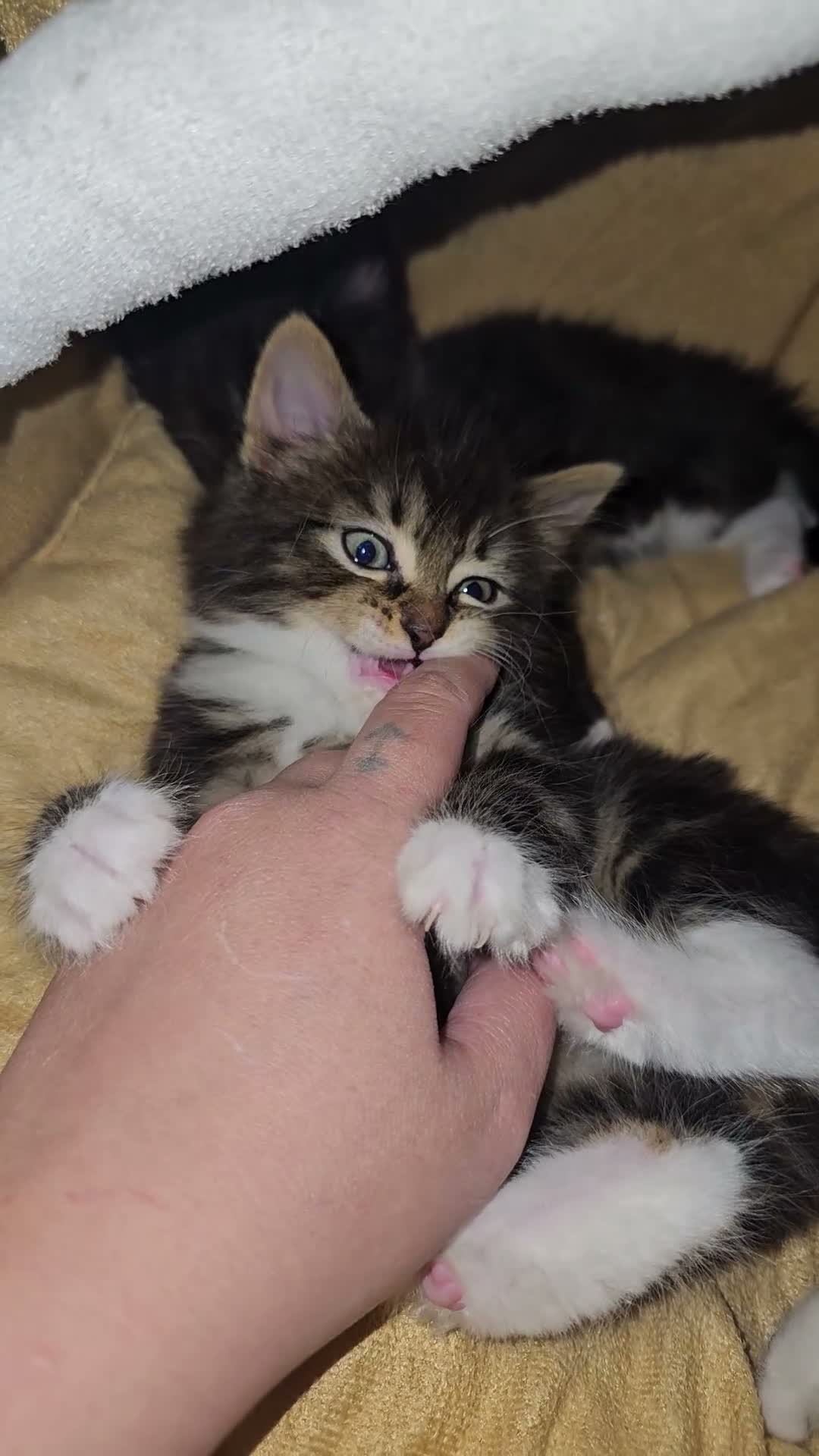 Mixed Breed cats for sale: 🐾❤️Cute tuxedo / tabby mix kittens ❤️🐾 - Video 1