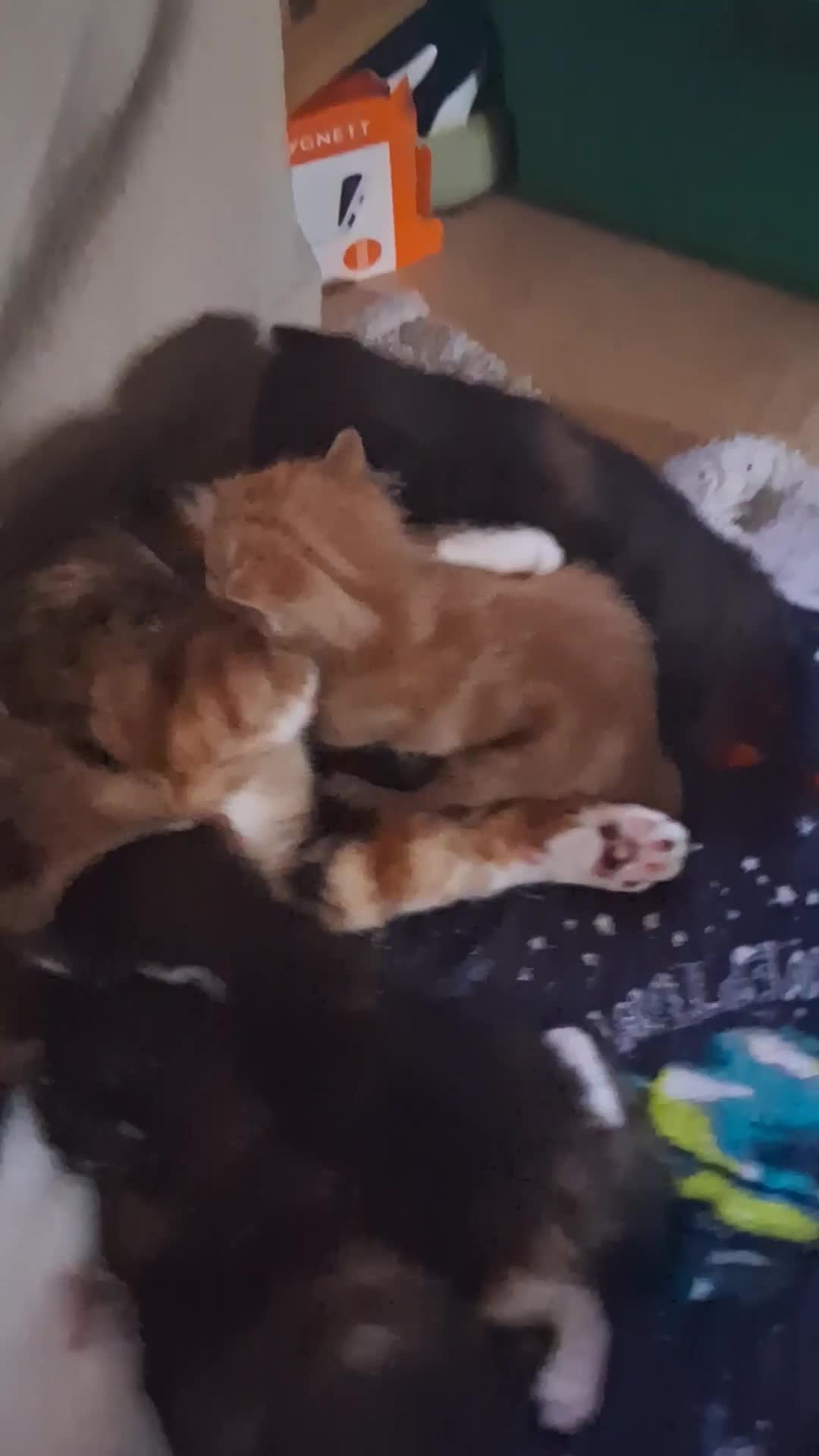 Mixed Breed cats for sale: 3 8 week old kittens for sale. - Video 2