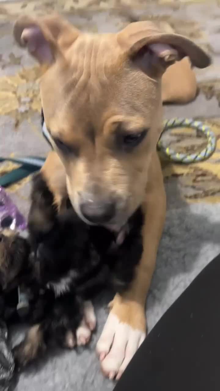 Mixed Breed dogs for sale: Beloved Mellow - Video 2