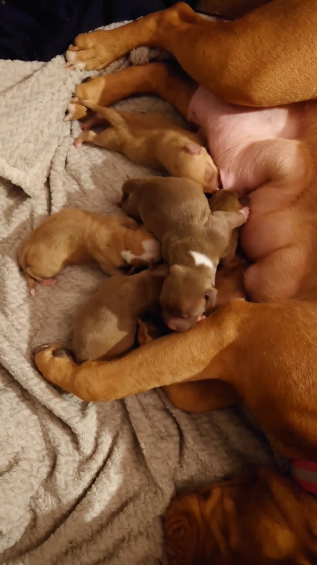 American Bull Staffy dogs for sale: 🐾 American Bull staffys – Born  **  Day  **  - Video 1