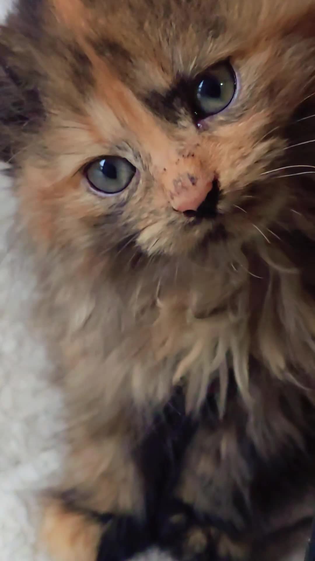 LaPerm cats for sale: 8 Laperm mix kittens, curly & long-haired - Video 1