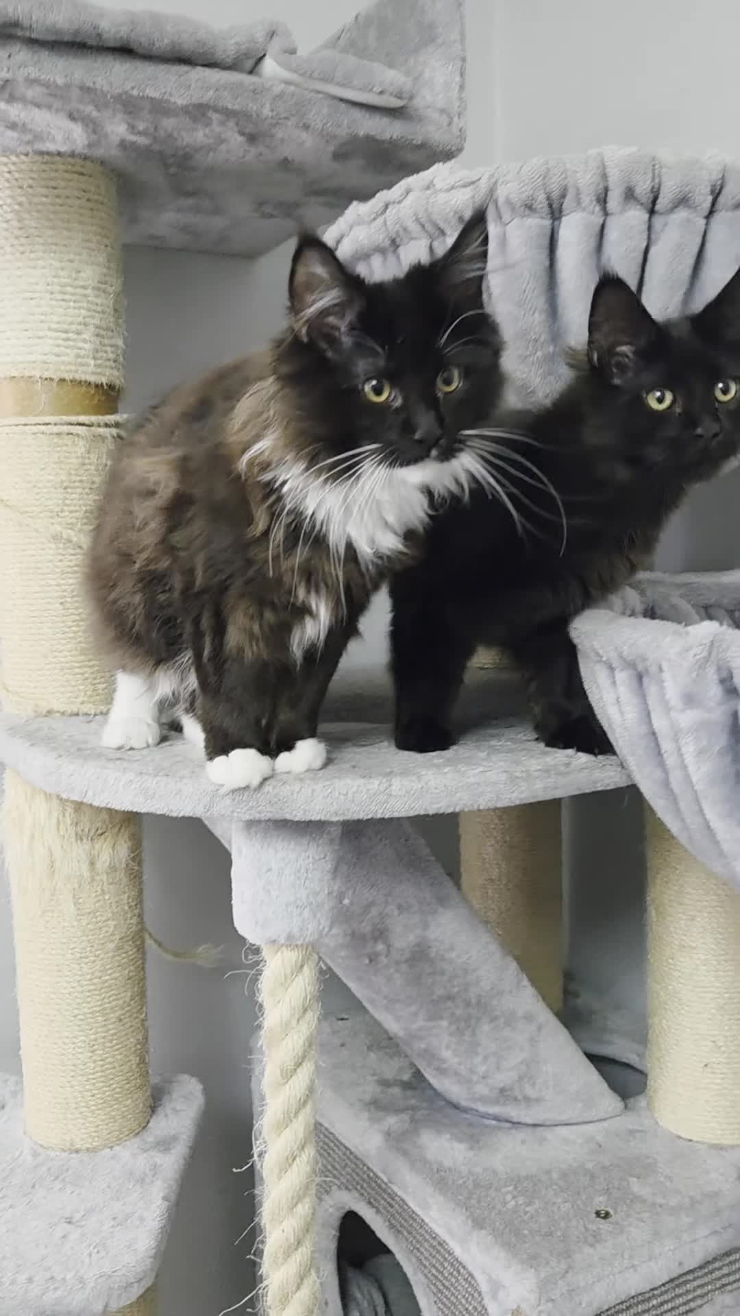 Maine Coon cats for sale: 2 kittens left XL Maine Coon TICA registered  - Video 3
