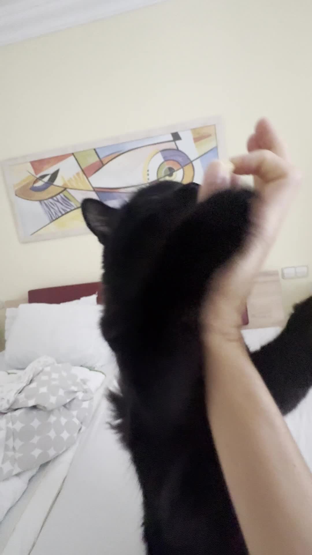 Siberian cats for sale: Affectionate Siberian-Mix Kitten (12 Months) - Video 1