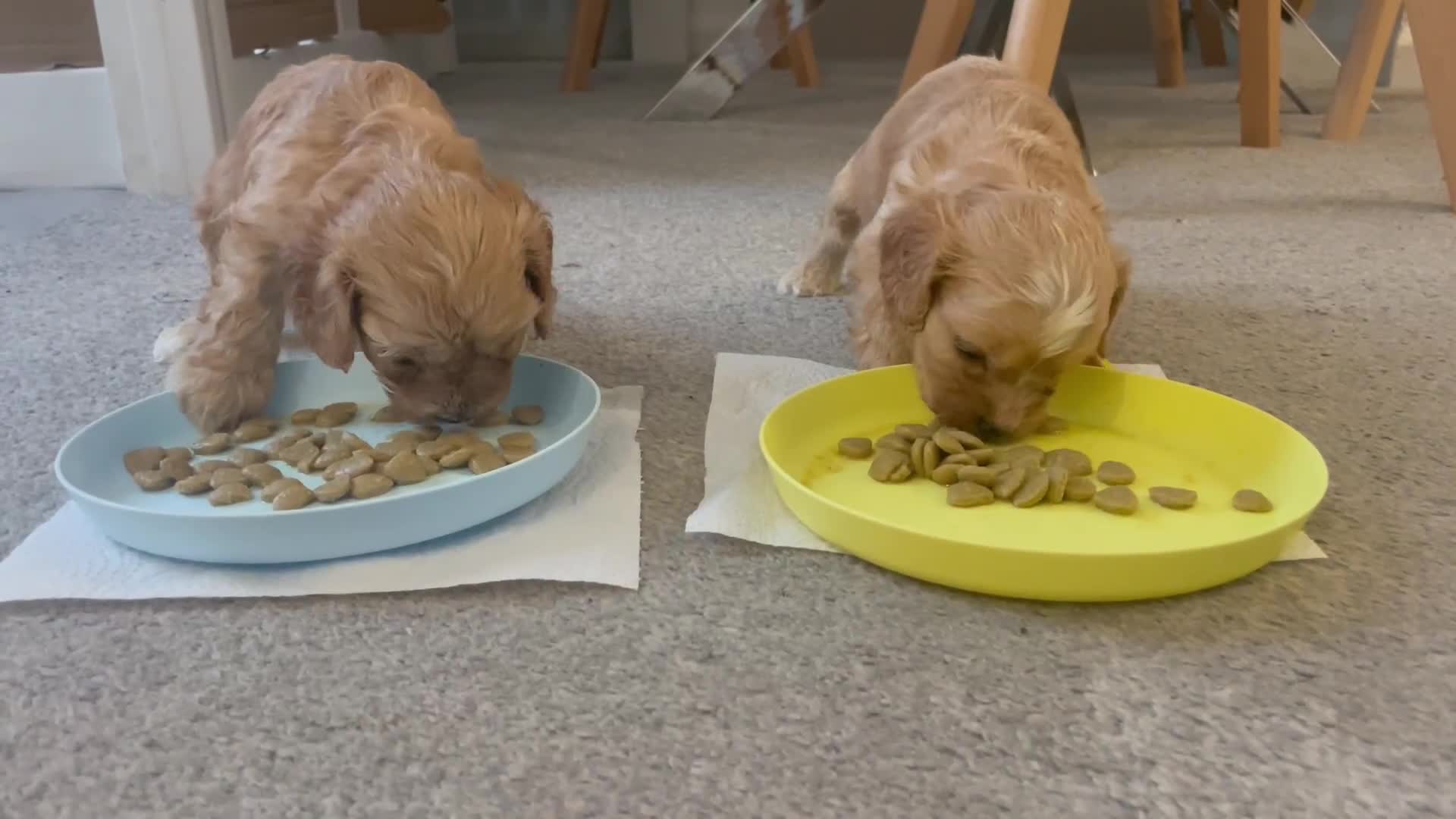 Cavapoo dogs for sale: Wonderful beautiful f1 champagne cavapoo babies  - Video 2