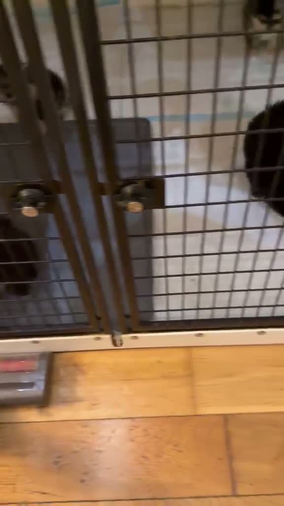 Pomeranian dogs for sale: Rare Blue eye Merle, husky type Black pomeranians  - Video 1