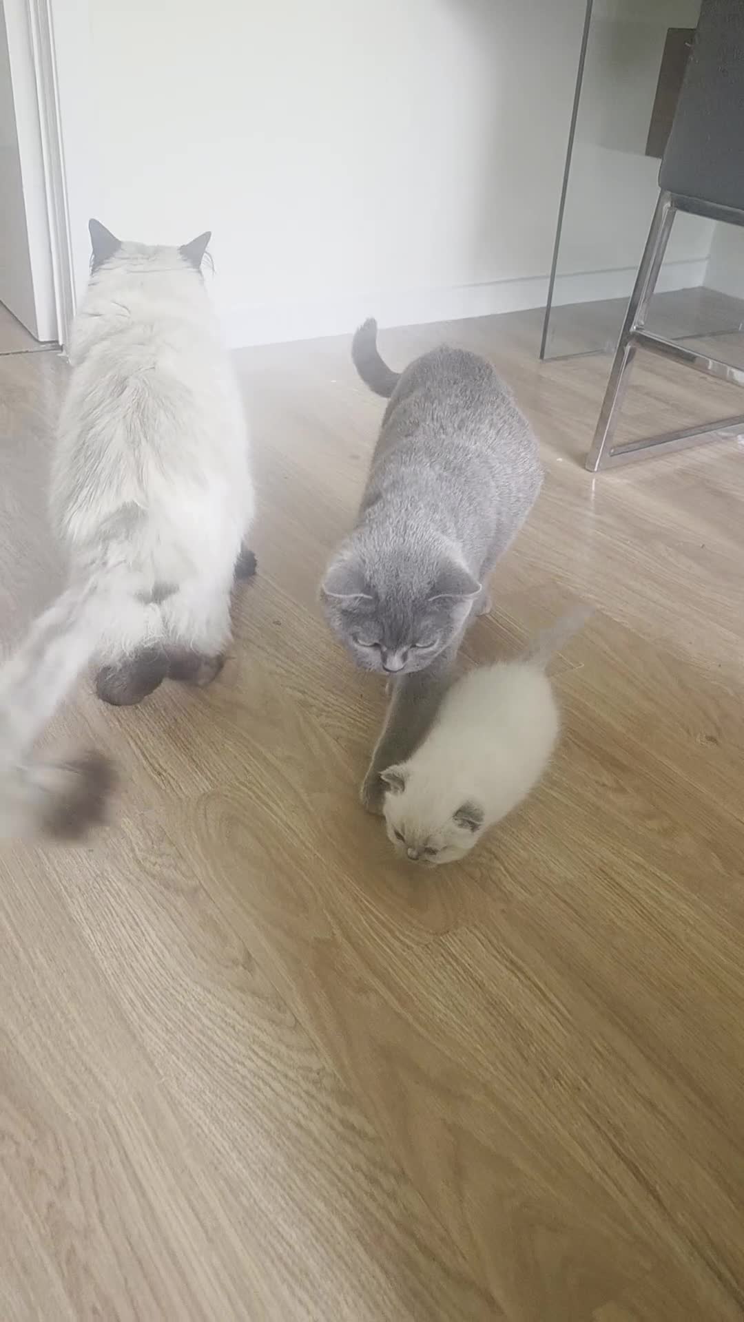 Mixed Breed cats for sale: British-shorthair cross ragdoll  in Glasgow - Video 5