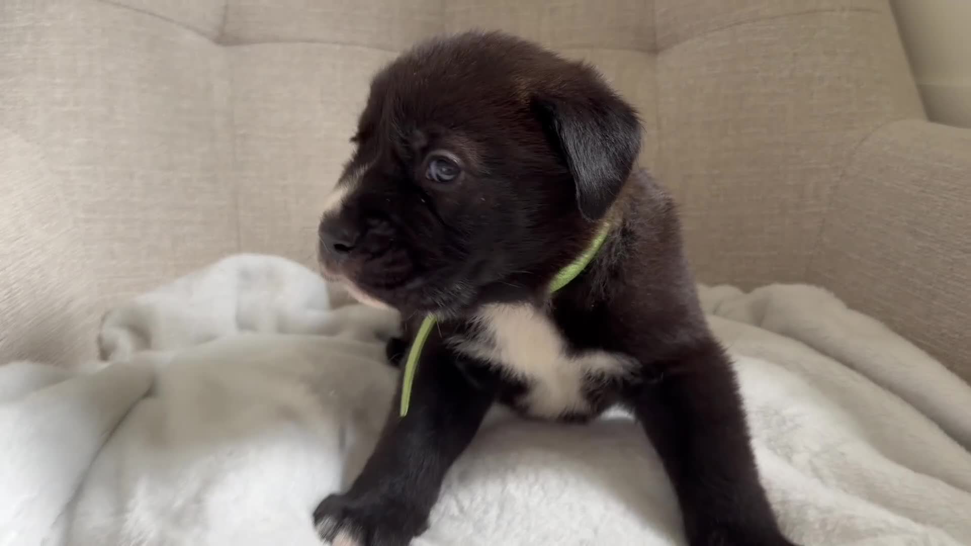 Mixed Breed dogs for sale: EXCLUSIVE LITTER: F1 Old English Bordeaux Puppies! - Video 2