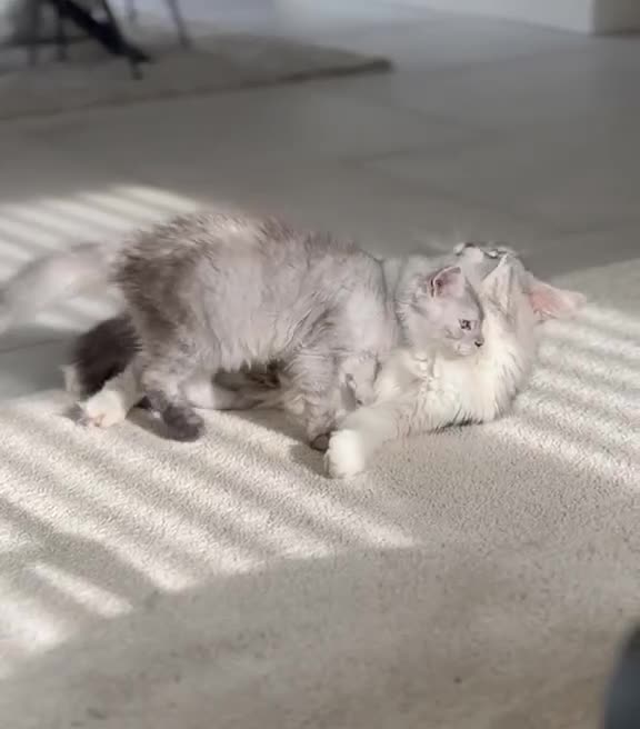 Maine Coon cats for sale: Stunning TICA MaineCoon Kittens 🩵 - Video 2