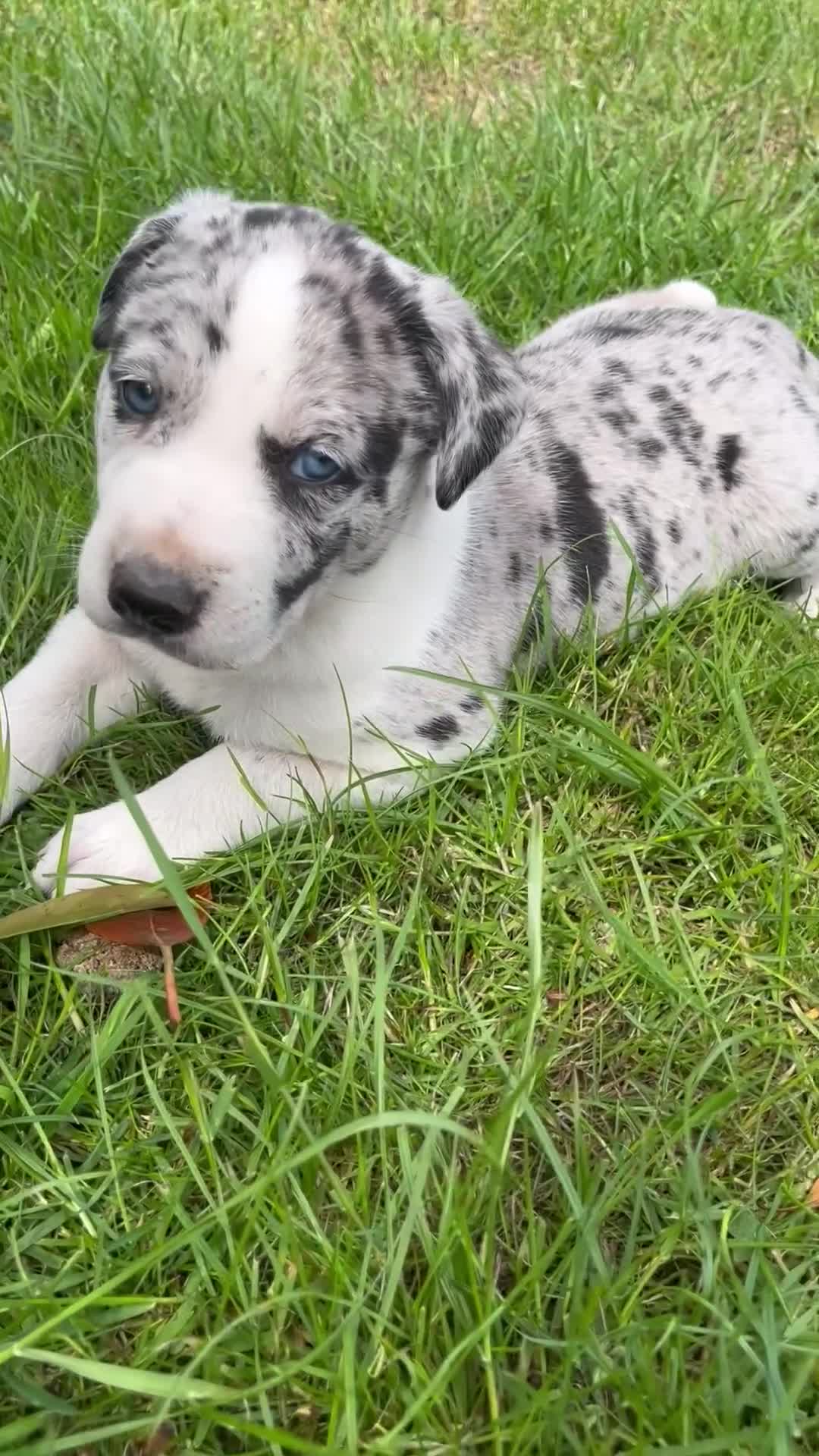 Mixed Breed dogs for sale: Border collie x lurcher puppies merle - Video 3