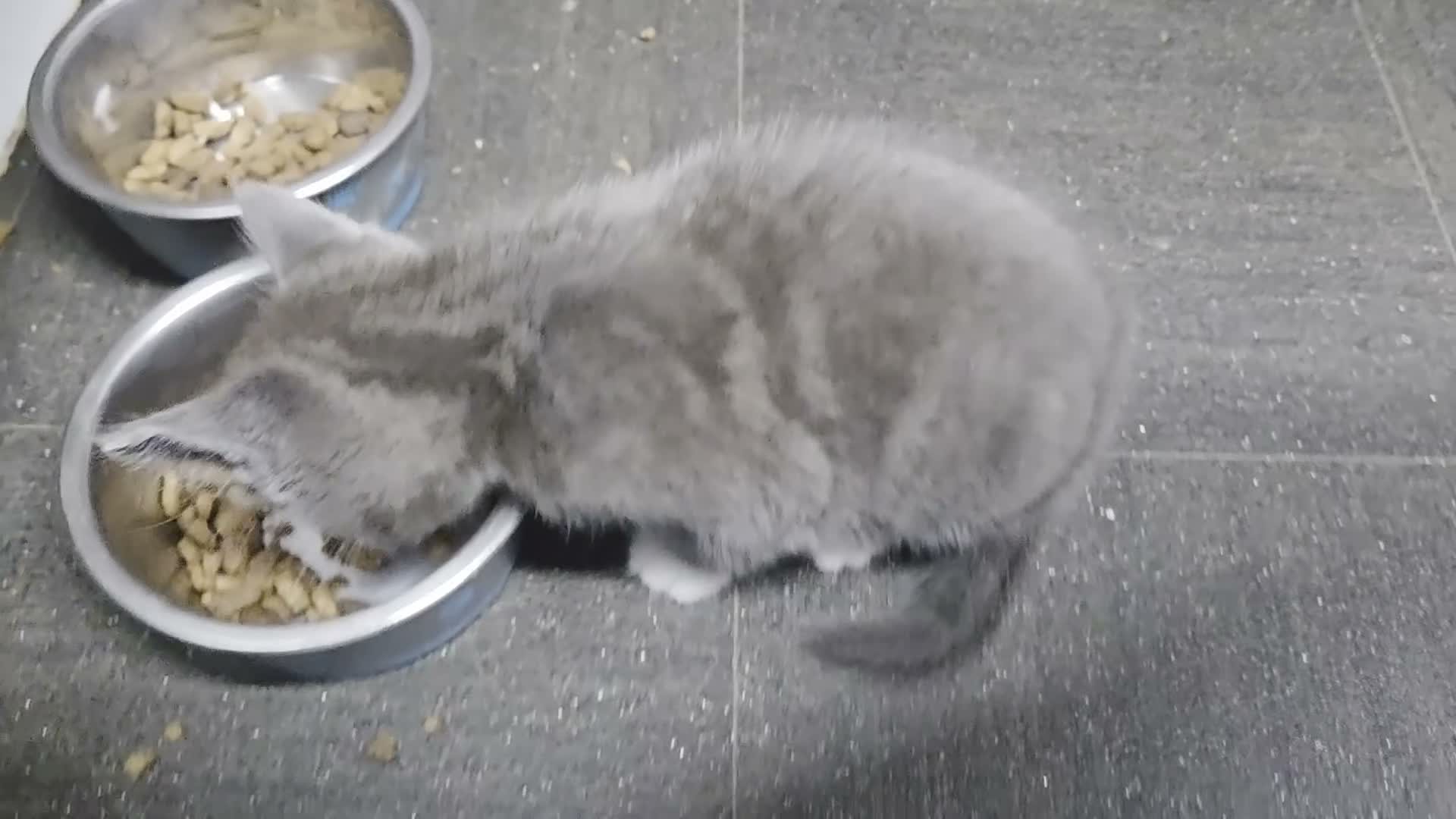 Mixed Breed cats for sale: Three grey/blue boys - Video 1