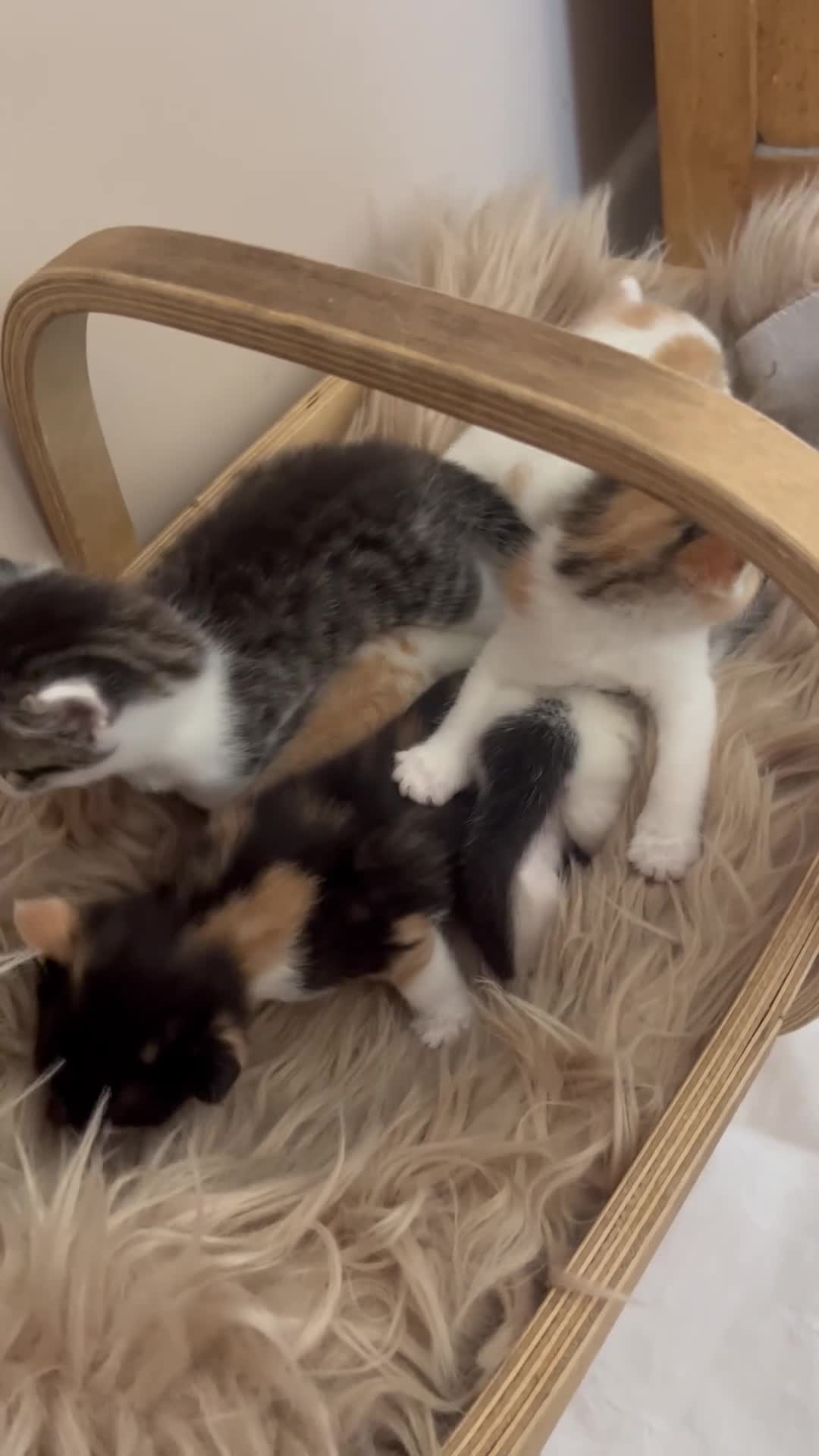 Domestic Shorthair cats for sale: Child friendly kittens in Langport - Video 1