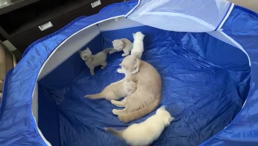 British Shorthair cats for sale: 💜GCCF Kittens Ready for Their Forever Homes!💜 - Video 1