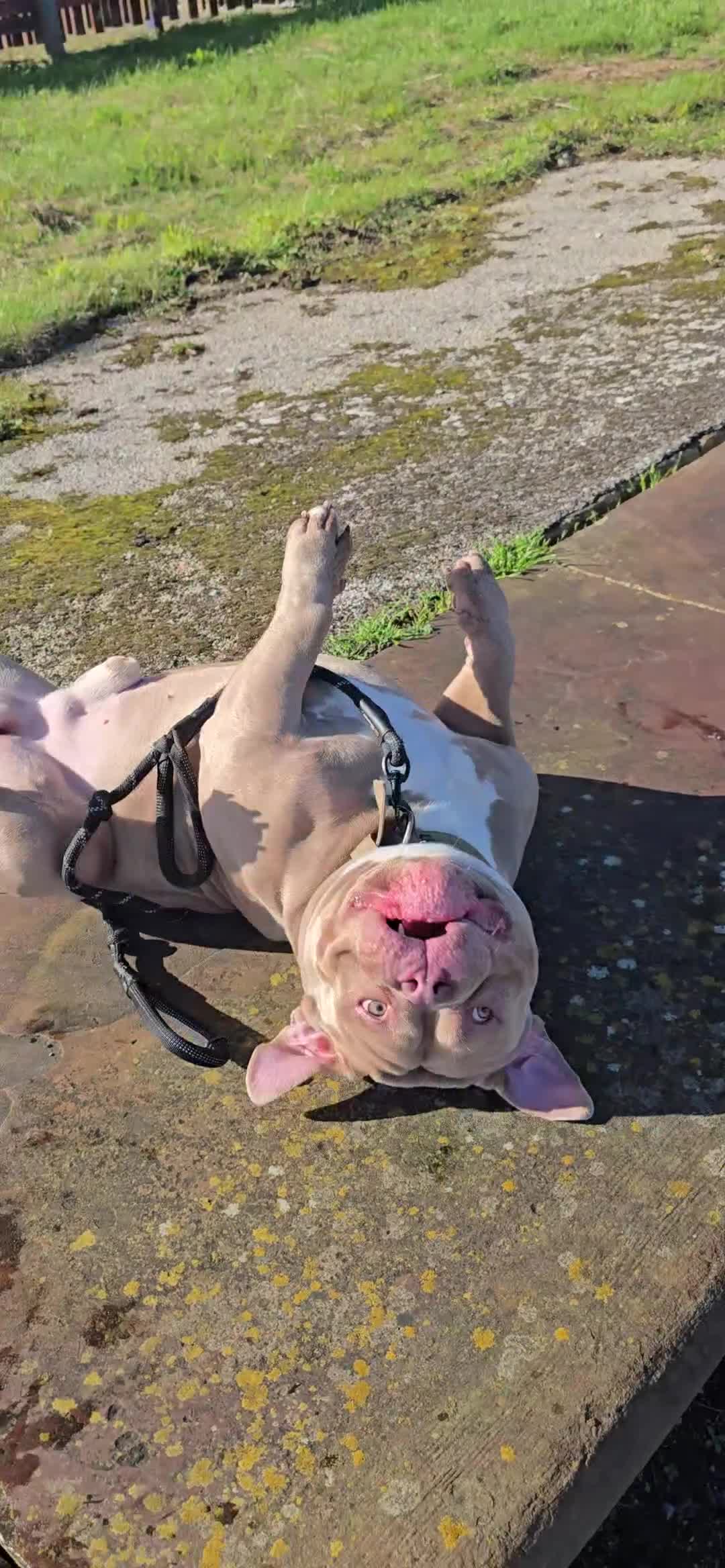 American Bully dogs for stud: ABKC Pocket Bully - Platnium/Silver - Champion 🩸 - Video 1