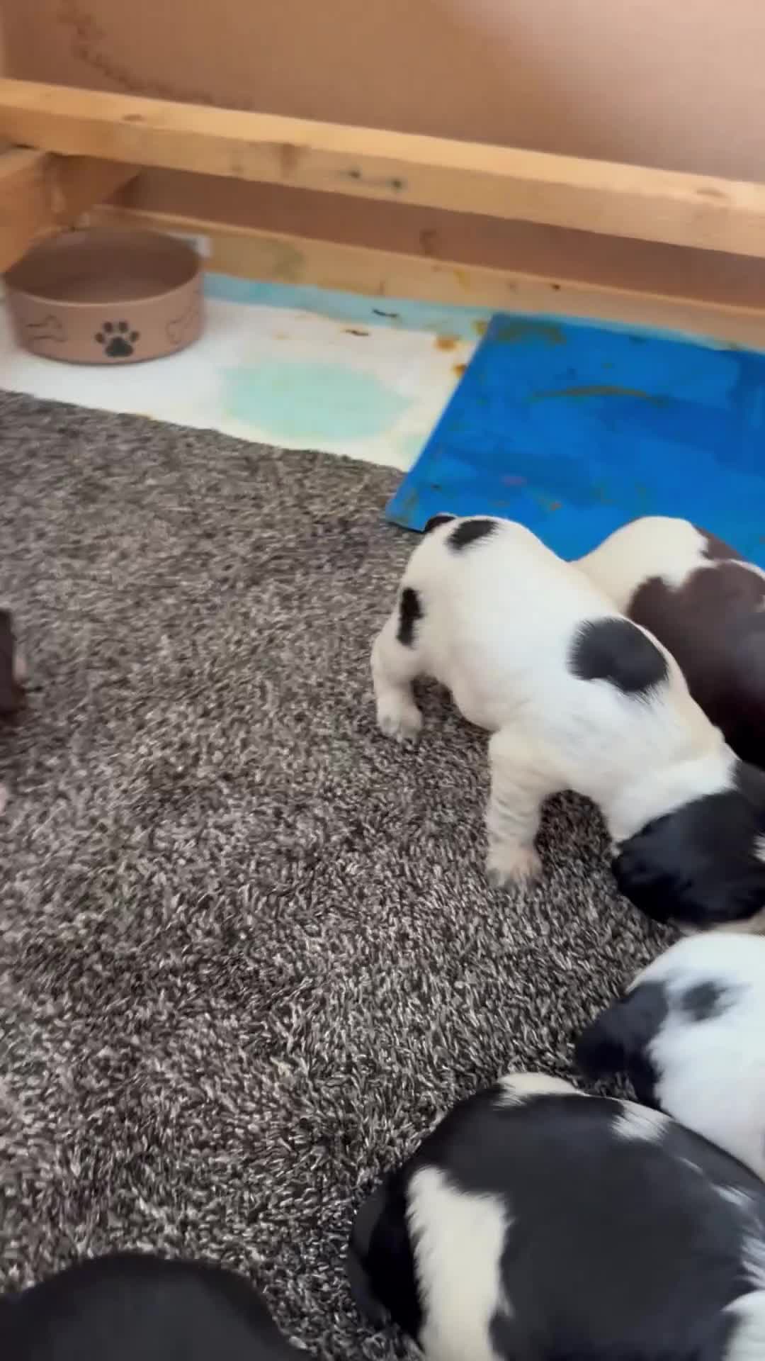 Sprocker dogs for sale: Working sproker spaniel pups  - Video 1