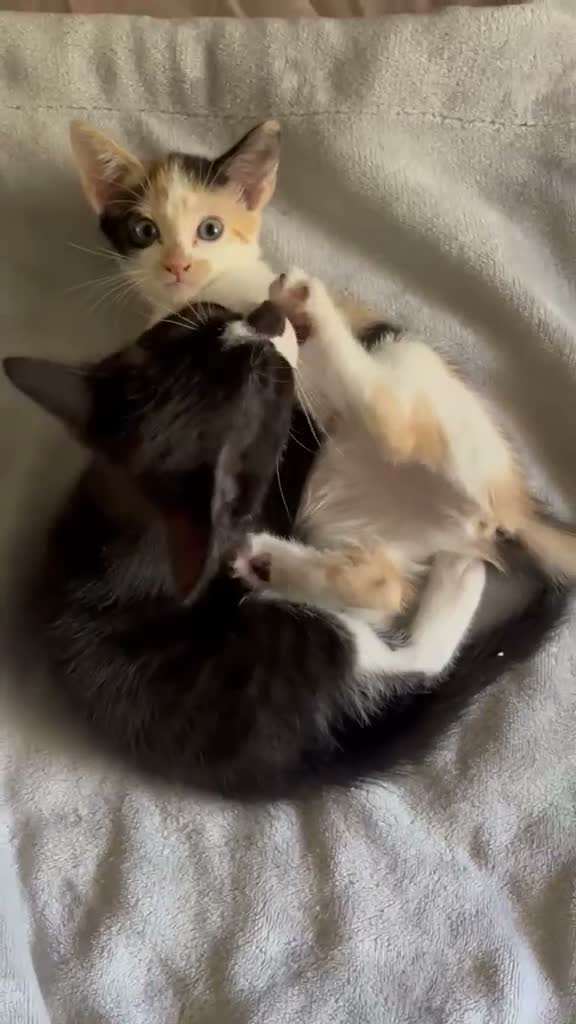 Mixed Breed cats for sale: 5 lovely kittens 🐾 - Video 3