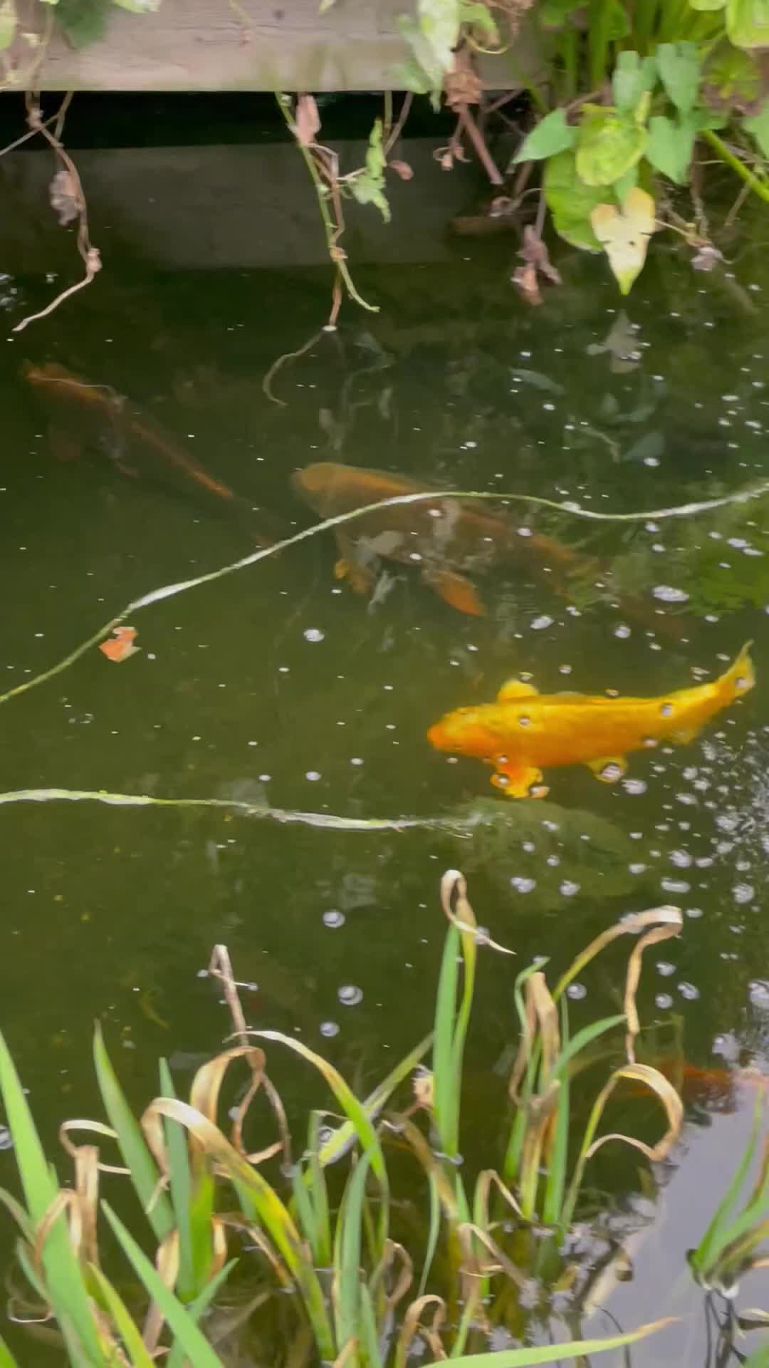 Koi Carp fish for sale: Koi Carp for Sale (rehoming due to baby and dog)  - Video 1