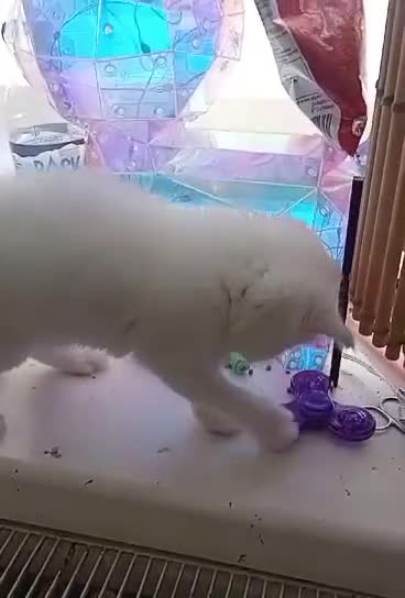 Mixed Breed cats for sale: Turkish van /mixed breed  - Video 1