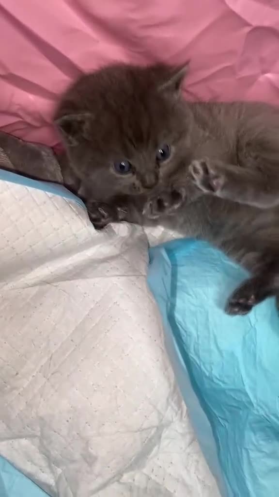 British Shorthair cats for sale: British shorthair  - Video 4