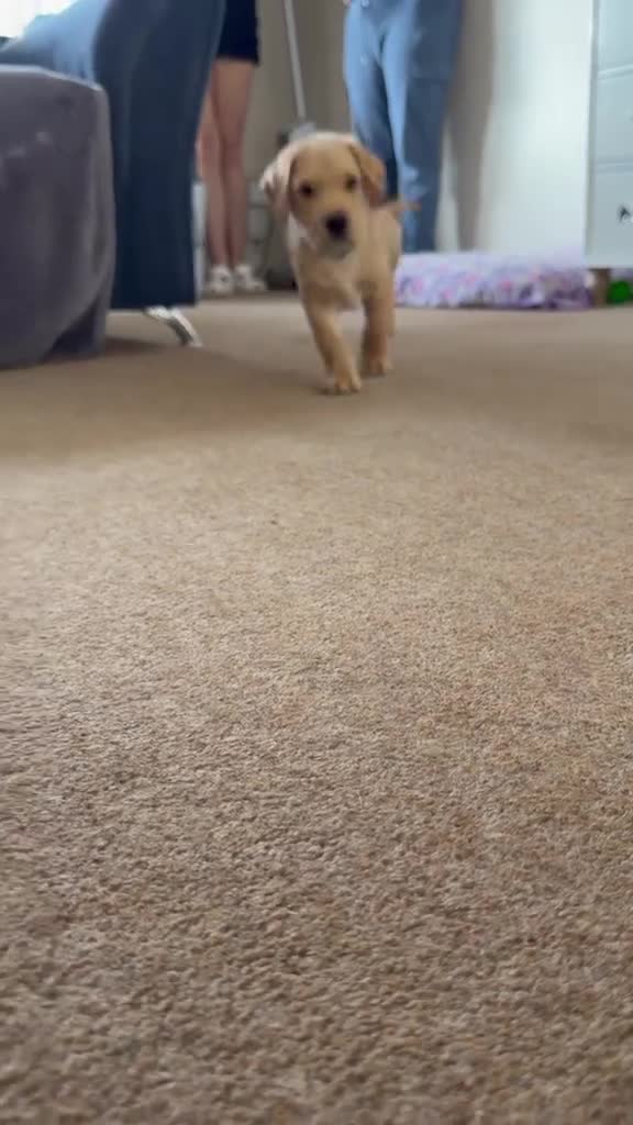 Labrador Retriever dogs for sale: Labrador puppies for sale. 1 golden boy left now. - Video 1