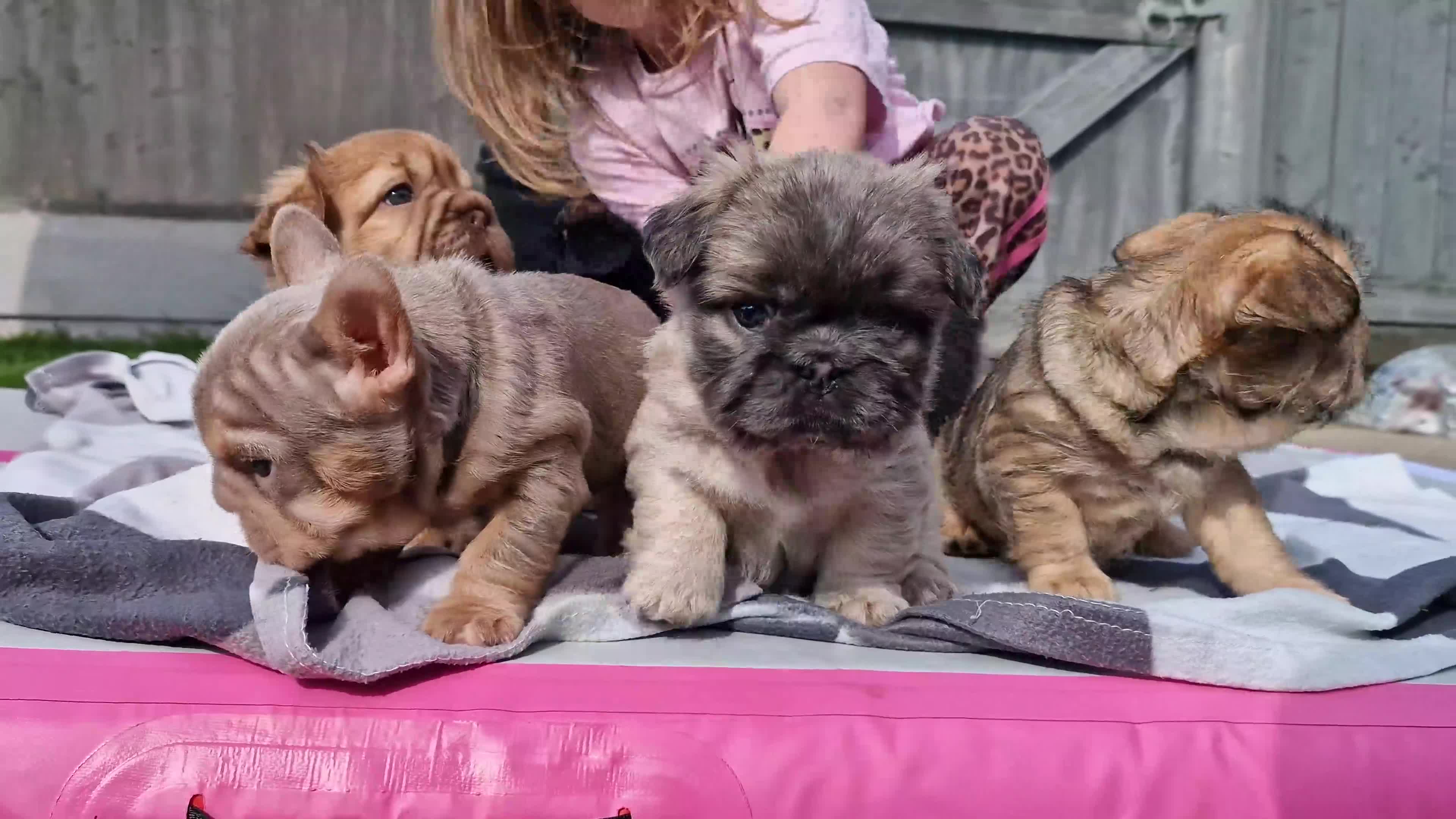 French Bulldog dogs for sale: FRENCH BULLDOGS  - Video 1