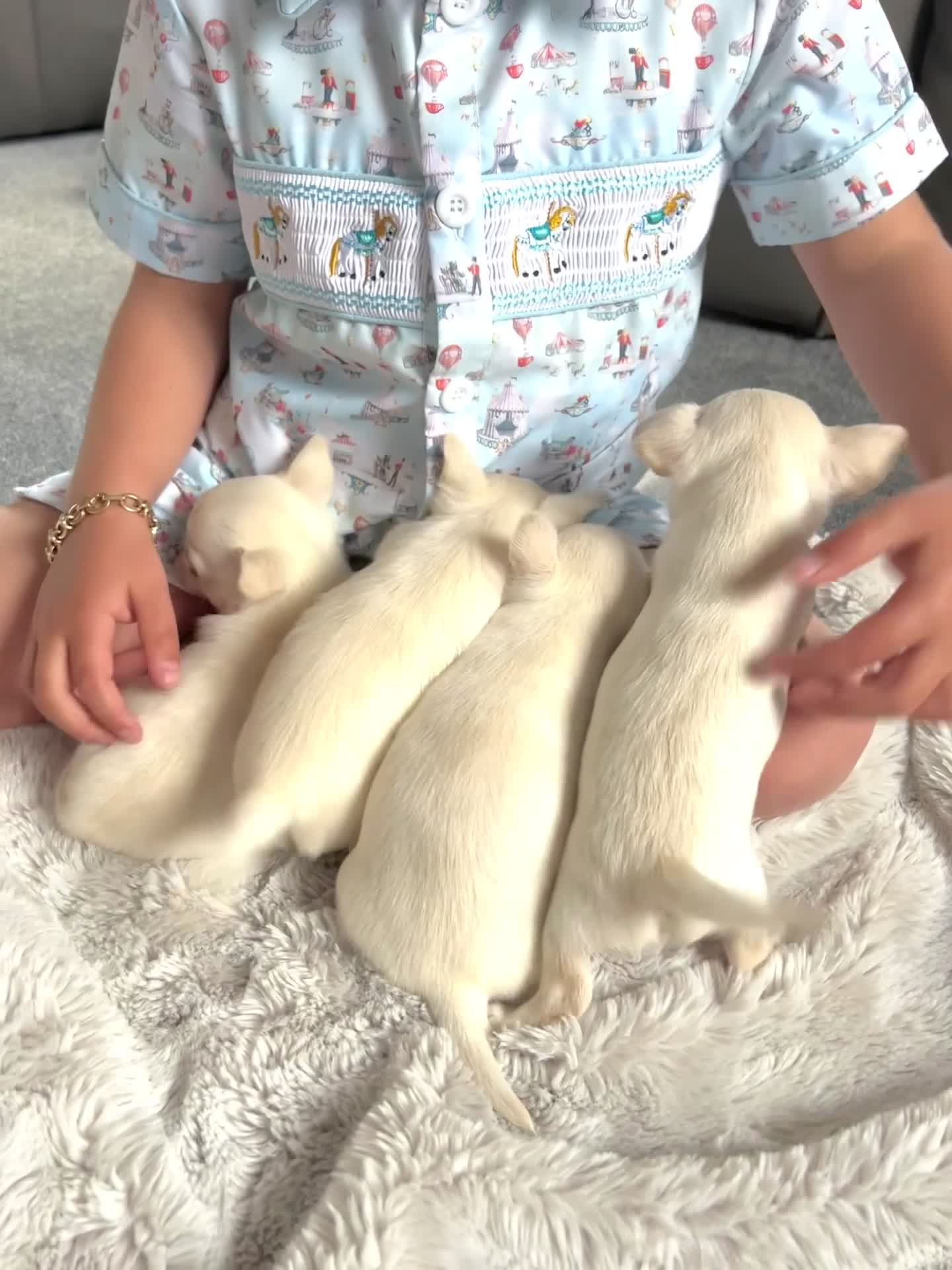 Chihuahua dogs for sale: SMOOTH KC REG chihuahua pups cream champion lines - Video 1