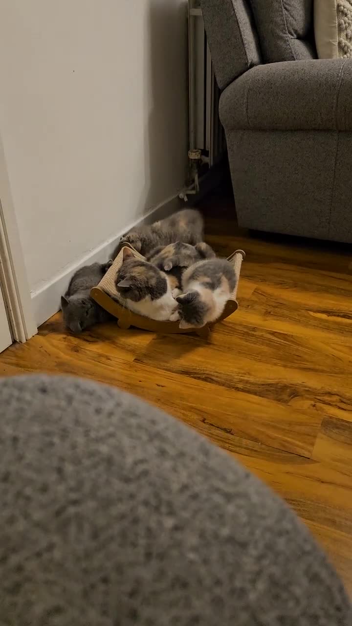 British Shorthair cats for sale: Beautiful kitten GCCF registered - Video 1