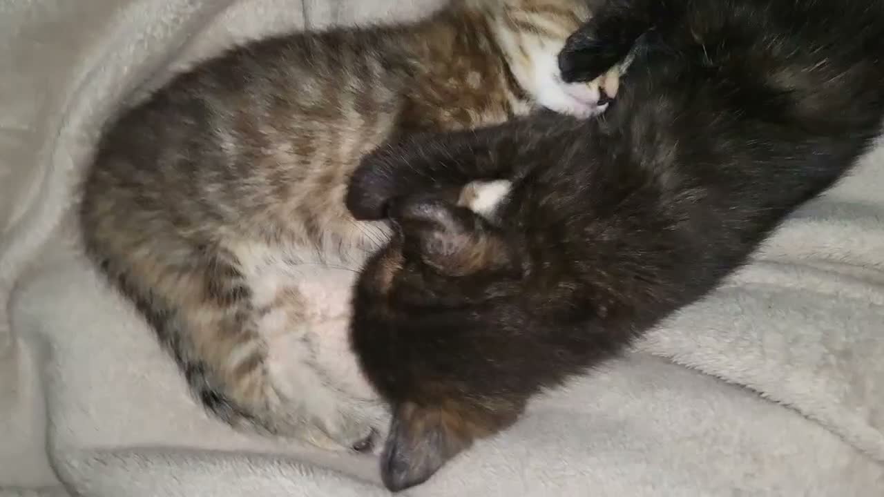 British Shorthair cats for sale: 1 beautiful black girl kitten  - Video 3