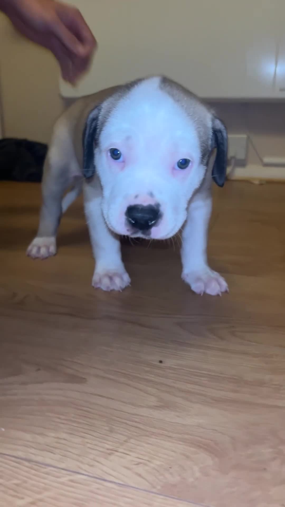 Mixed Breed dogs for sale: American bulldog x bullmastiff puppies - Video 3
