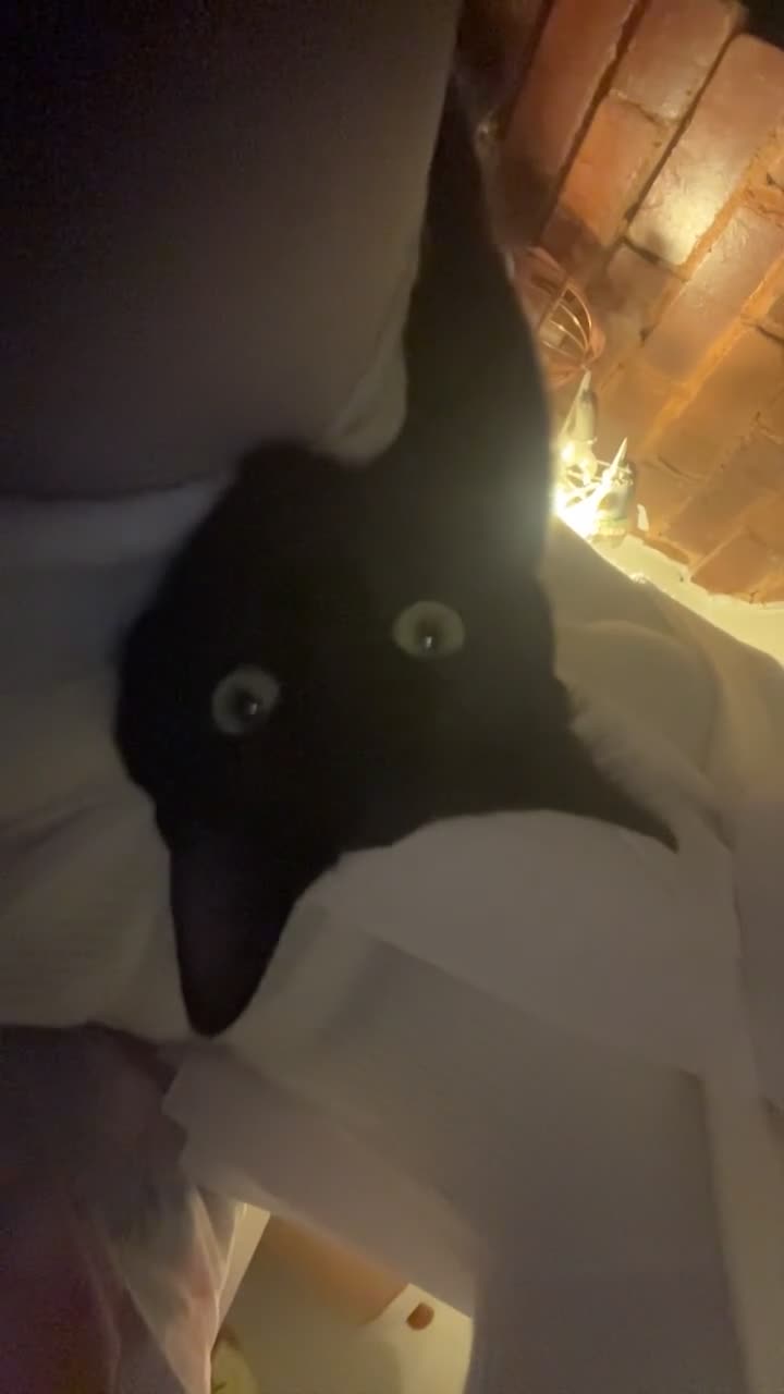 Bombay cats for sale: Cute black bombay cat- ready to leave asap - Video 3