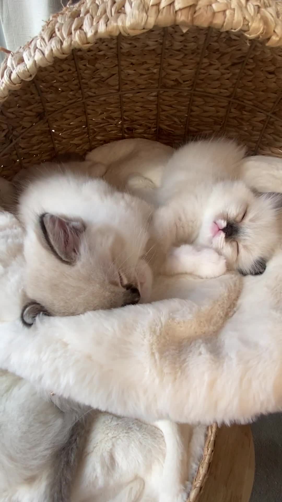 Ragdoll cats for sale: 🐾GCCF Family Reared Ragdoll Kittens🐾 - Video 1