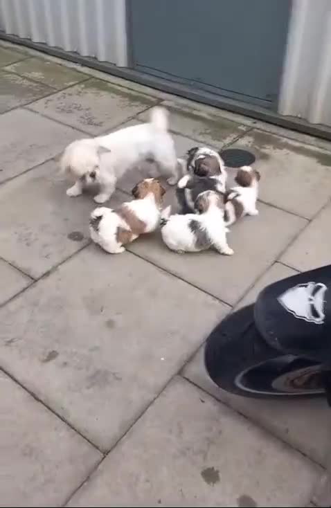 Shih Tzu dogs for sale: Shih Tzu puppy's - Video 1