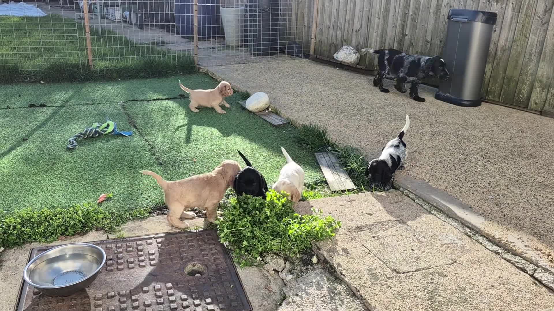 Cocker Spaniel dogs for sale: Open for reserve English Cocker Spaniel puppies - Video 1