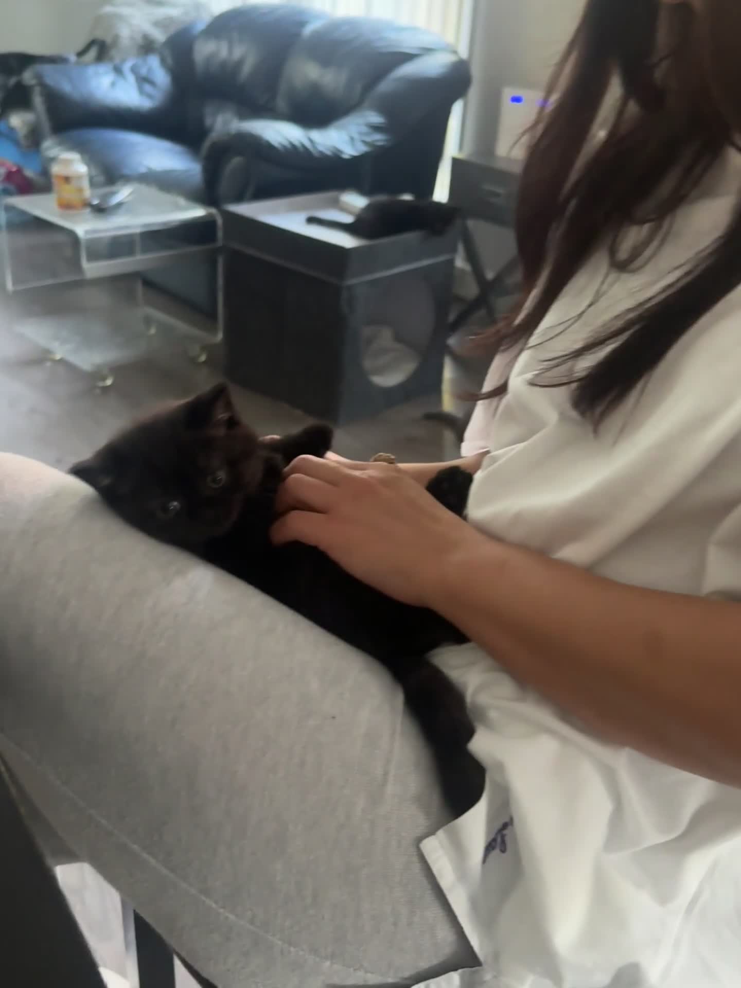 British Shorthair cats for sale: Take me home🏡, I need a loving family🙏❤️🥰🐈‍⬛ - Video 3